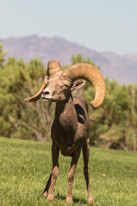 沙漠大角羊羊 ram