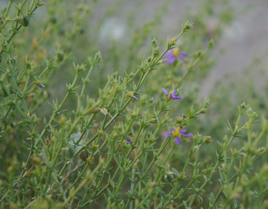 阿拉比卡花花