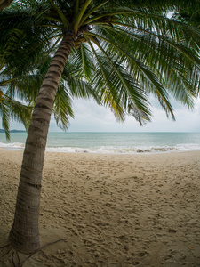 在苏梅岛沙滩上的椰子树