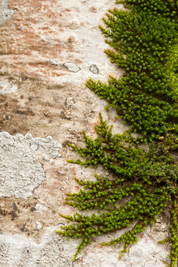 木材的皮肤上的绿色青苔