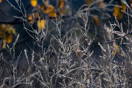 多彩的秋天的树叶和植物覆盖着霜冻