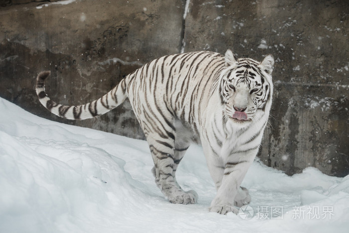 下载小样发票合同问题/举报老虎白老虎白老虎老虎老虎