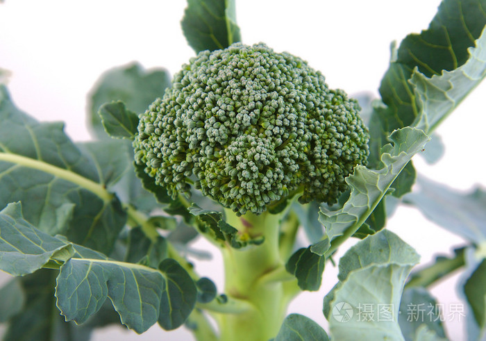 西兰花植物和花卉生长在白色背景上