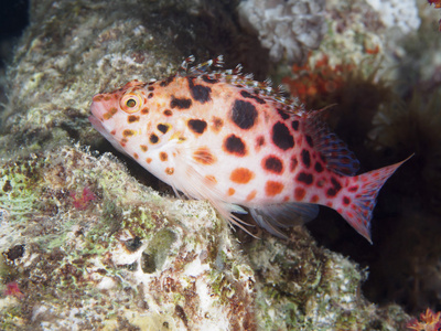 珊瑚鱼小精灵 hawkfish