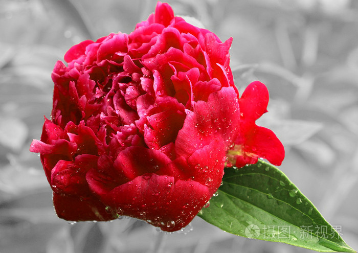 在灰色的背景上的红色的花牡丹