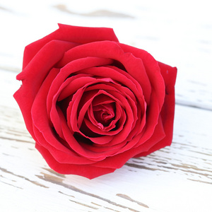 木材白色背景上的红色玫瑰花朵