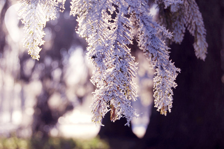 松枝与雪