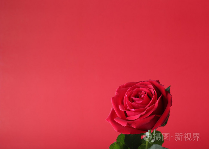 红玫瑰红色背景上