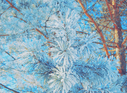 蓝色的雪覆盖着松树枝