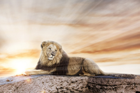 大狮子躺在岩石上