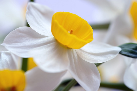 白色和黄色的花朵