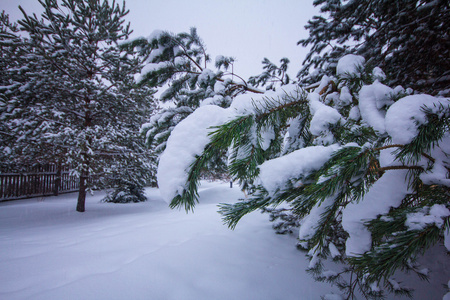 白雪皑皑的分支机构