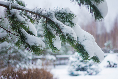 白雪皑皑的分支机构