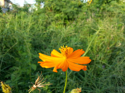 美丽的花