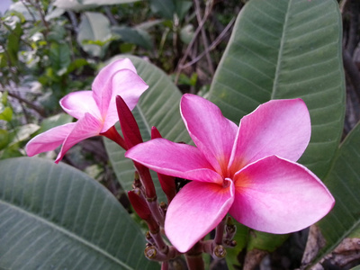 美丽的花