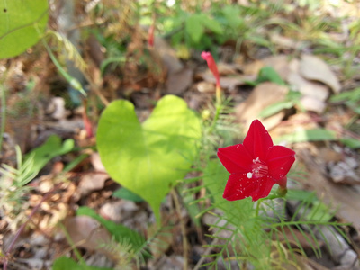 美丽的花