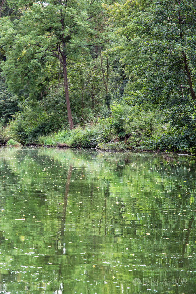 绿色森林被反映在水中