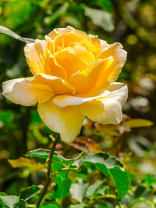 花园里的美丽橙色玫瑰花