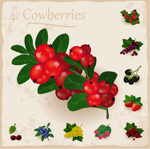 矢量浆果典藏。Cowberries