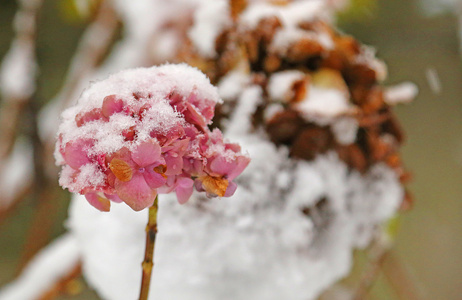 绣球花白色雪覆盖在冬天