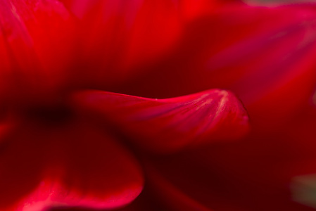 一朵红色的花特写的花瓣