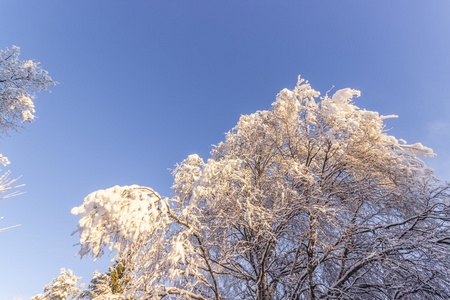 雪盖的树