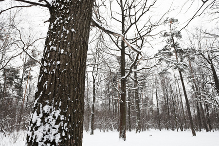 森林边缘的雪覆盖的橡树