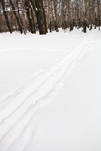 在桦树森林边缘的滑雪道