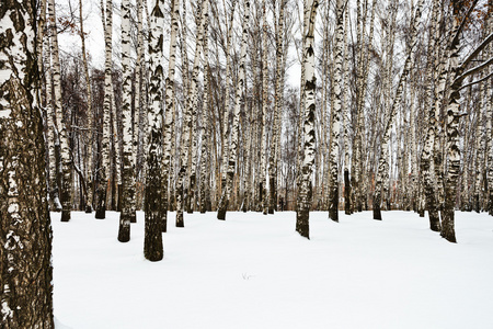 雪桦树林的边缘