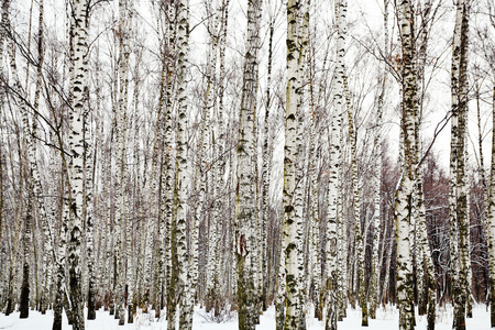 在寒冷的冬日中的桦树林