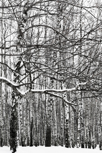 雪树枝和桦树林
