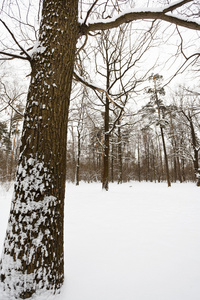 森林边缘的雪橡树