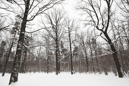冬天森林中裸露的橡树和松树
