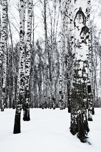 桦树林中的光秃秃的树干