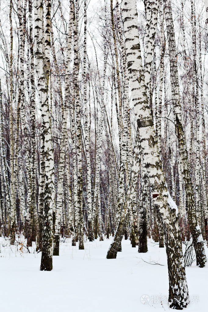 桦树树干在雪覆盖的森林