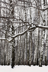 雪覆盖的分支和桦树林