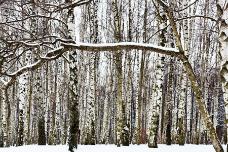 雪覆盖的分支和桦树木