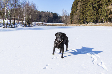 池塘在冬天和小黑狗雪下图片