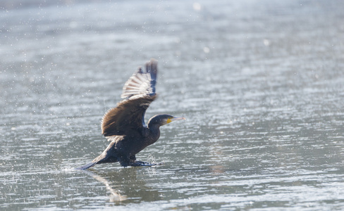 鸬鹚 Phalacrocarax