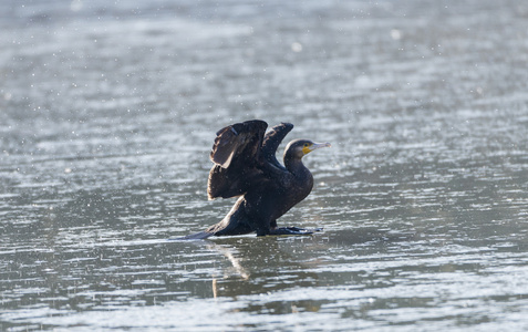 鸬鹚 Phalacrocarax