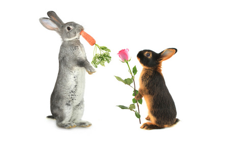 玫瑰与胡萝卜的兔子照片