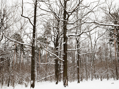 冬天森林中的雪橡树和松树