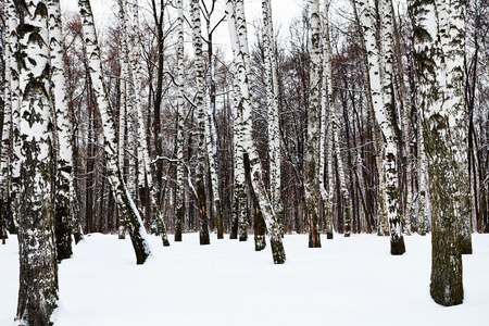 寒冷冬天的雪桦树林