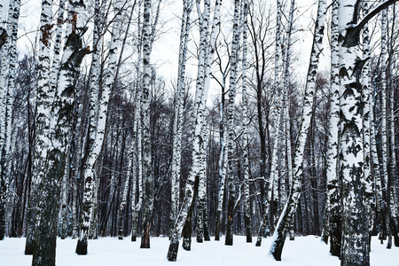 冬季的雪桦树林景观