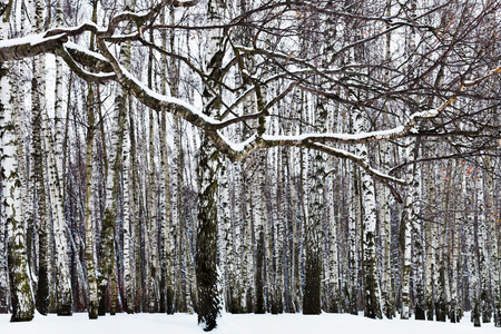雪覆盖的分支和桦树森林