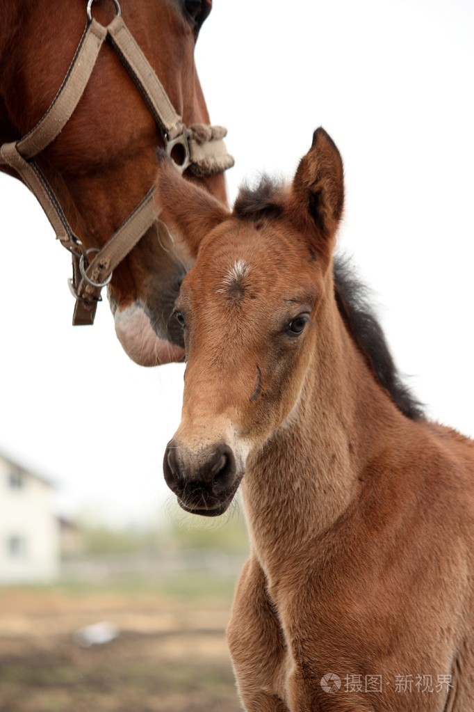 棕色可爱小马驹肖像与他的母亲
