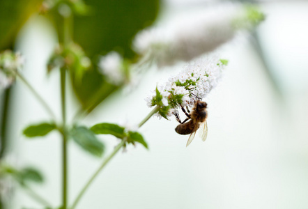 蜜蜂在薄荷白花上采集花粉