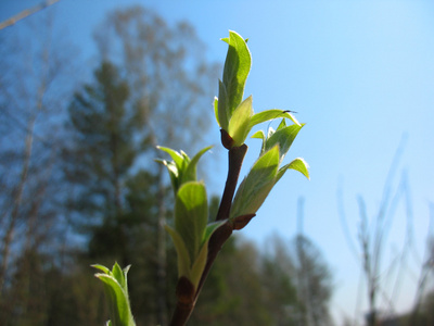 植物的萌芽绿树,萌芽植物生长希望生态绿豆白色背景绿叶在春天萌芽为