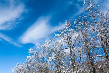 特写镜头雪树