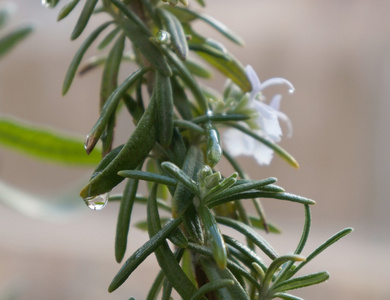 迷迭香开花，选择性焦点